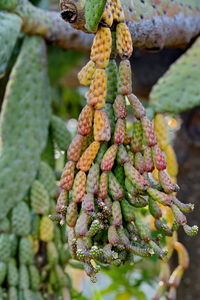 Close-up of berries growing on tree