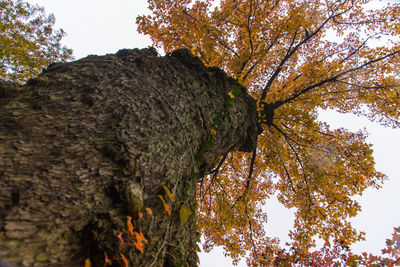 Low angle view of tree against sky