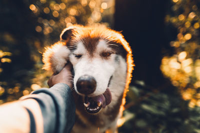 Close-up of hand petting dog