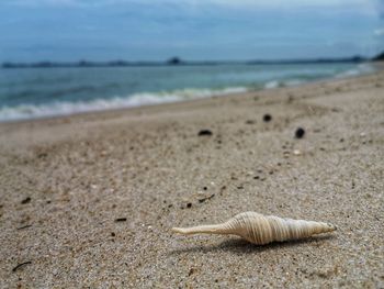 Surface level of shells on beach