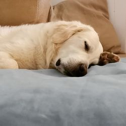 Dog sleeping on bed