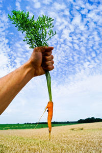 Cropped image of man holding carrot on field against sky