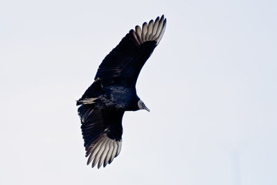 Low angle view of bird flying against clear sky