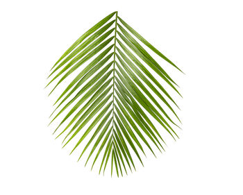 Close-up of palm leaves against white background