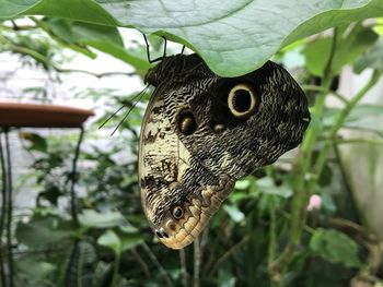 Close-up of butterfly