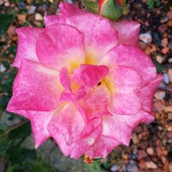 Close-up of pink rose