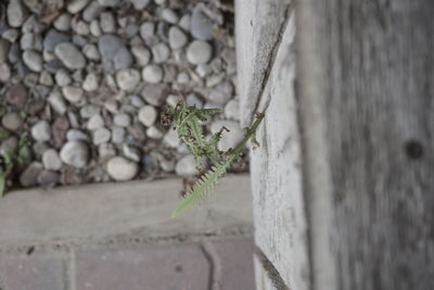 Close-up of caterpillar on plant