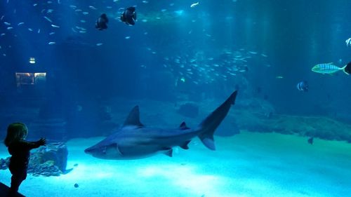 Fish swimming in aquarium