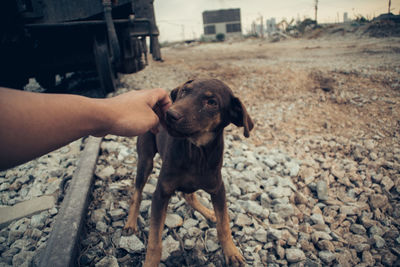 Dog on hand