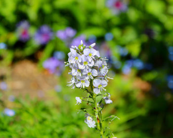 Close-up of white flowering plant on field