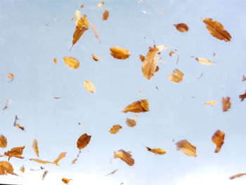 High angle view of leaves in water