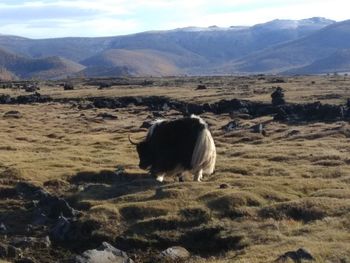 Sheep in a field