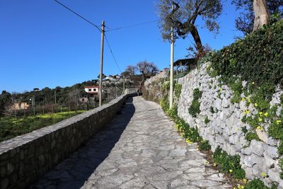 Footpath amidst plants against sky