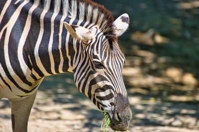 Close-up of a zebra