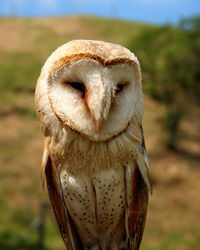 Portrait of a barn owl tyto alba