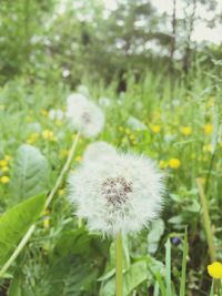 Close-up of white dandelion flowers
