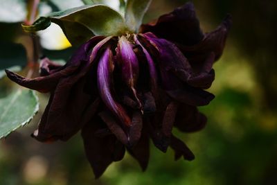 Close-up of purple flowering plant