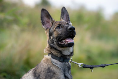Close-up of a dog looking away
