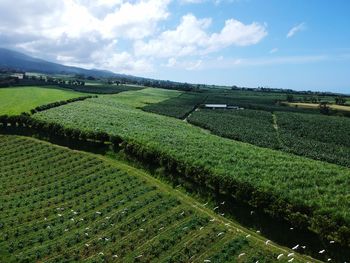 Scenic view of agricultural field against sky