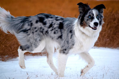 Portrait of dog standing on snow covered land