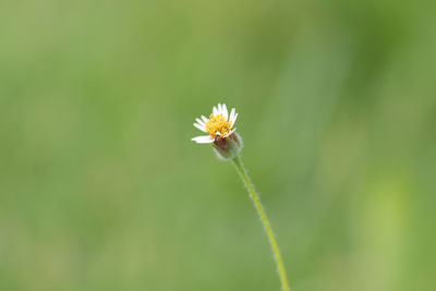 Close-up of flowering plant