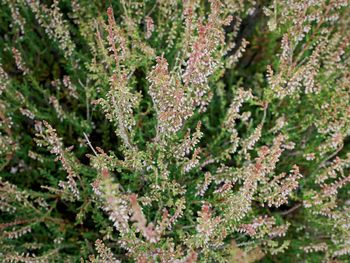 Close-up of plants