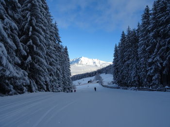 Snow covered land and pine trees against sky