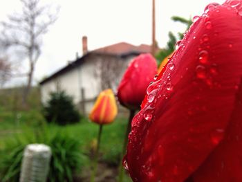 Close-up of red flower blooming against house