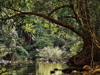 Trees in forest