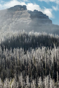 Scenic view of snow covered landscape