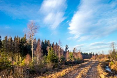 Road amidst trees against sky