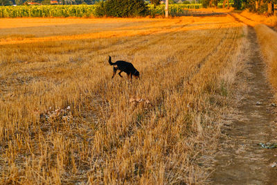 View of a running on field