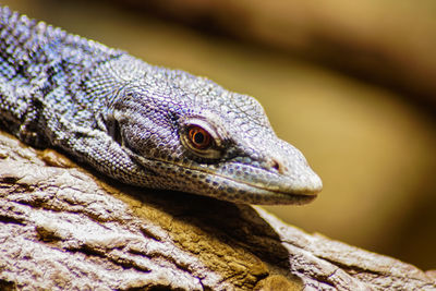 Close-up of lizard