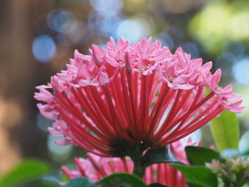 Close-up of pink flowering plant