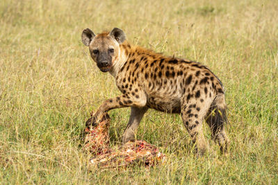 Spotted hyena guards bloody carcase in savannah