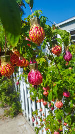 Close-up of fruits growing on plant