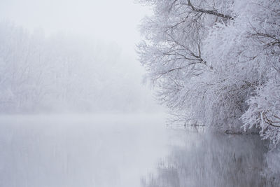 Close-up of snow covered trees against sky