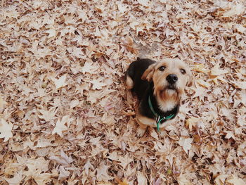 High angle portrait view of dog on field during autumn