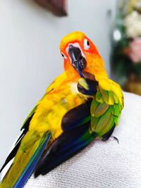 Close-up of parrot
