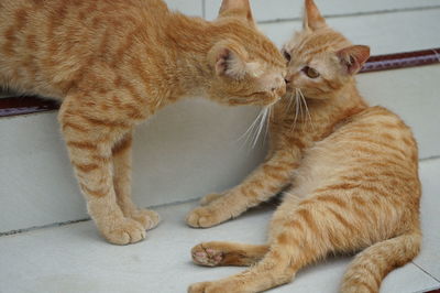 Close-up of a cat looking away