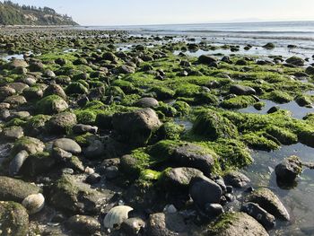 Plants growing on rocks by sea against sky