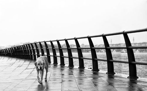 Dog walking on bridge against clear sky