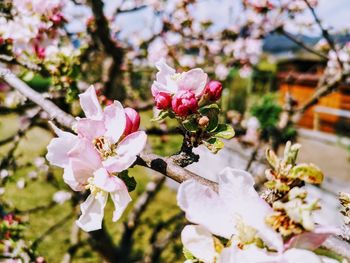 Close-up of pink cherry blossoms in spring