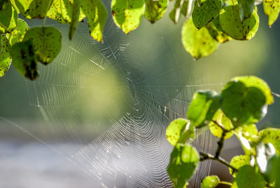 Close-up of spider on web