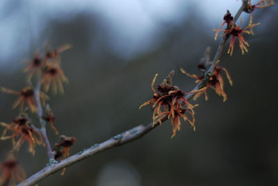 Close-up of autumn leaves on twig