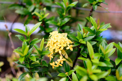 Close-up of yellow flowering plant