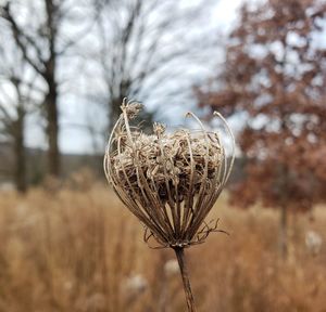 Close-up of dried plant on field