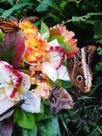 Close-up of butterfly on pink flowers