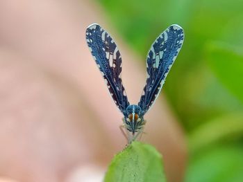 Close-up of butterfly on leaf