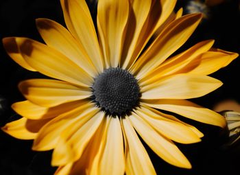 Close-up of yellow flower against black background